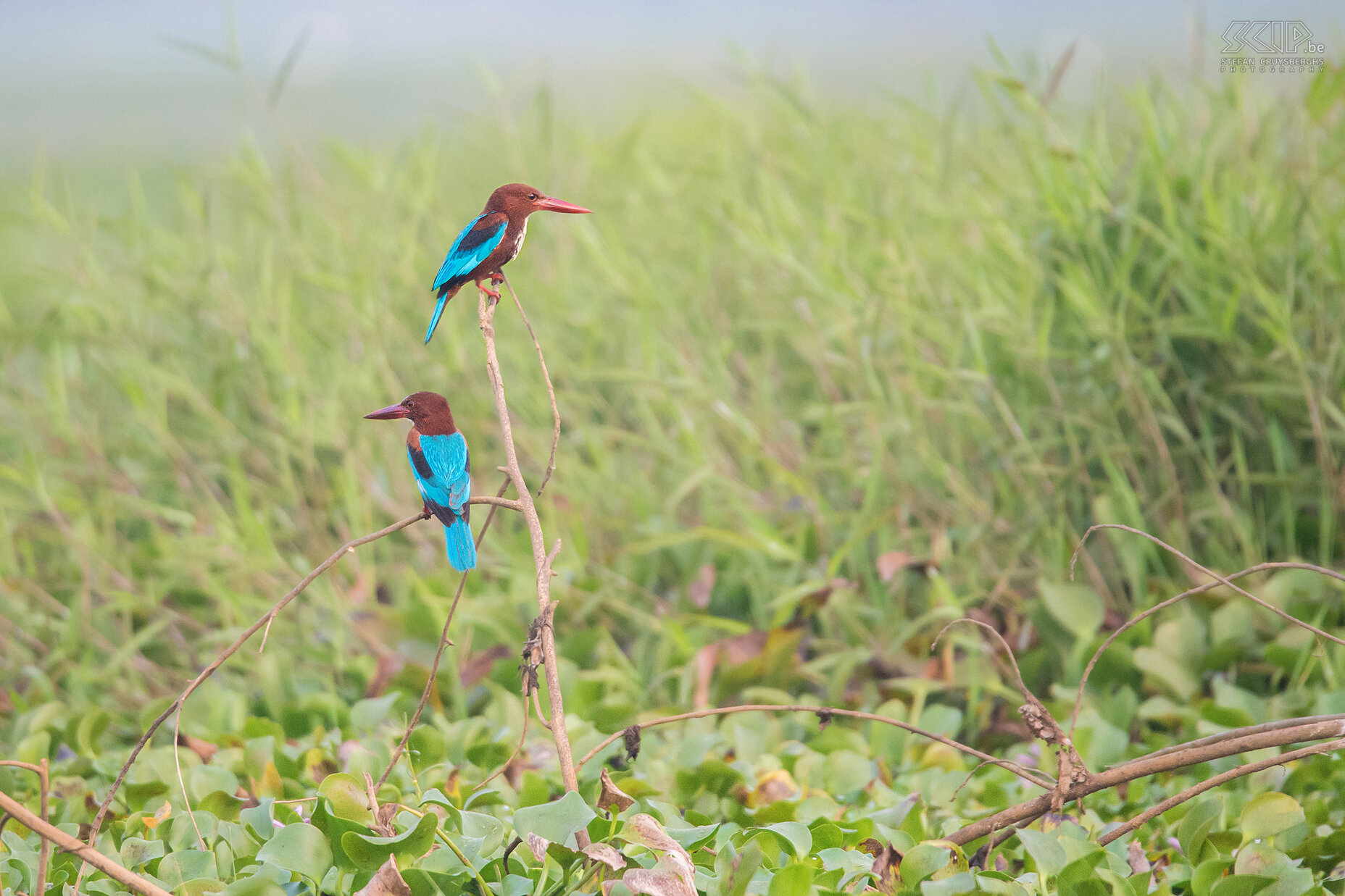 Kumarakom - Smyrna-ijsvogels We begonnen onze reis met een boottocht in het vogelreservaat Kumarakom in de backwaters in de deelstaat Kerala. We zagen vele soorten watervogels waaronder dit koppel Smyrna-ijsvogels (White-throated kingfisher, Halcyon smyrnensis) Stefan Cruysberghs